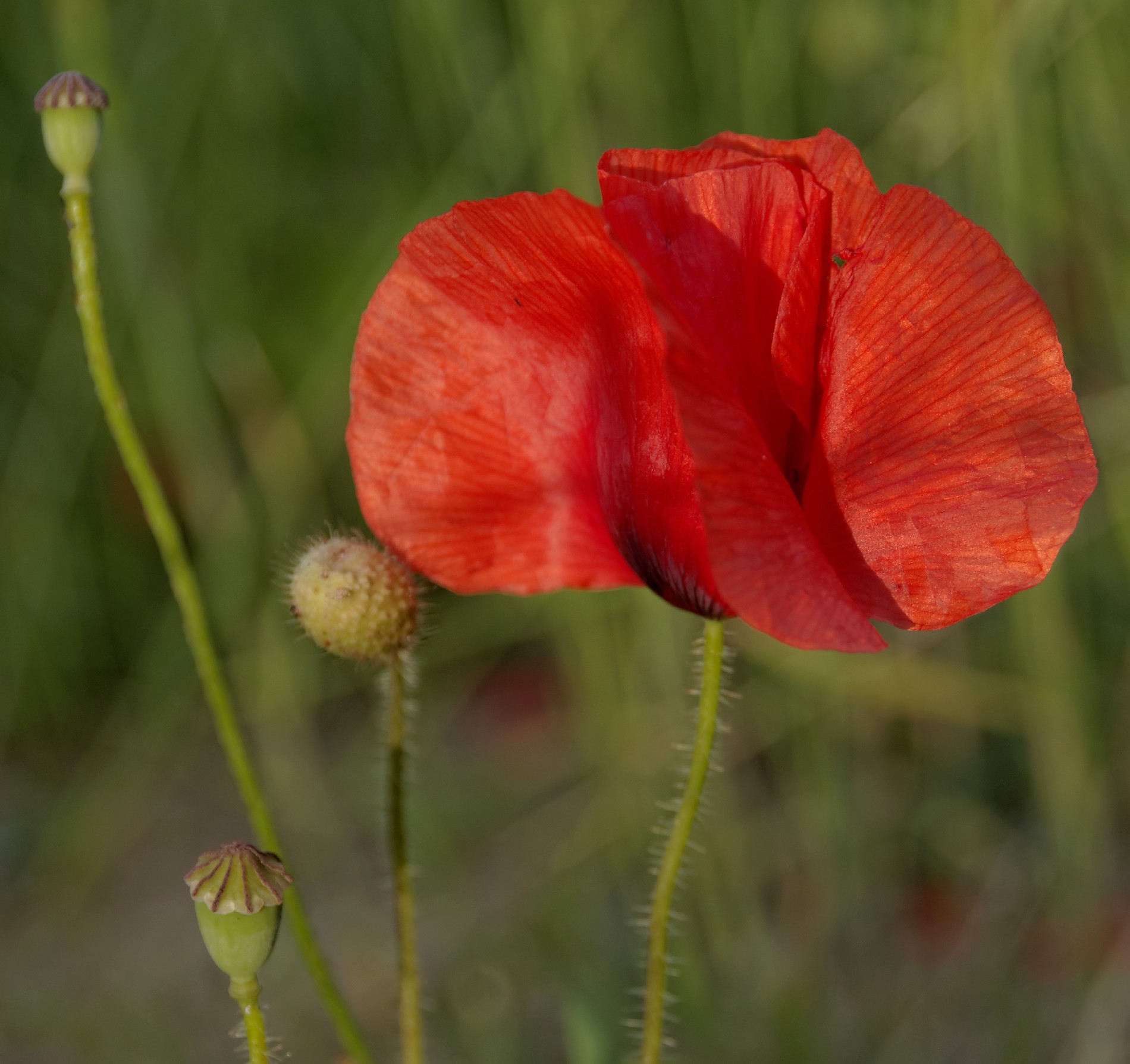 IMGP3944DxO impression