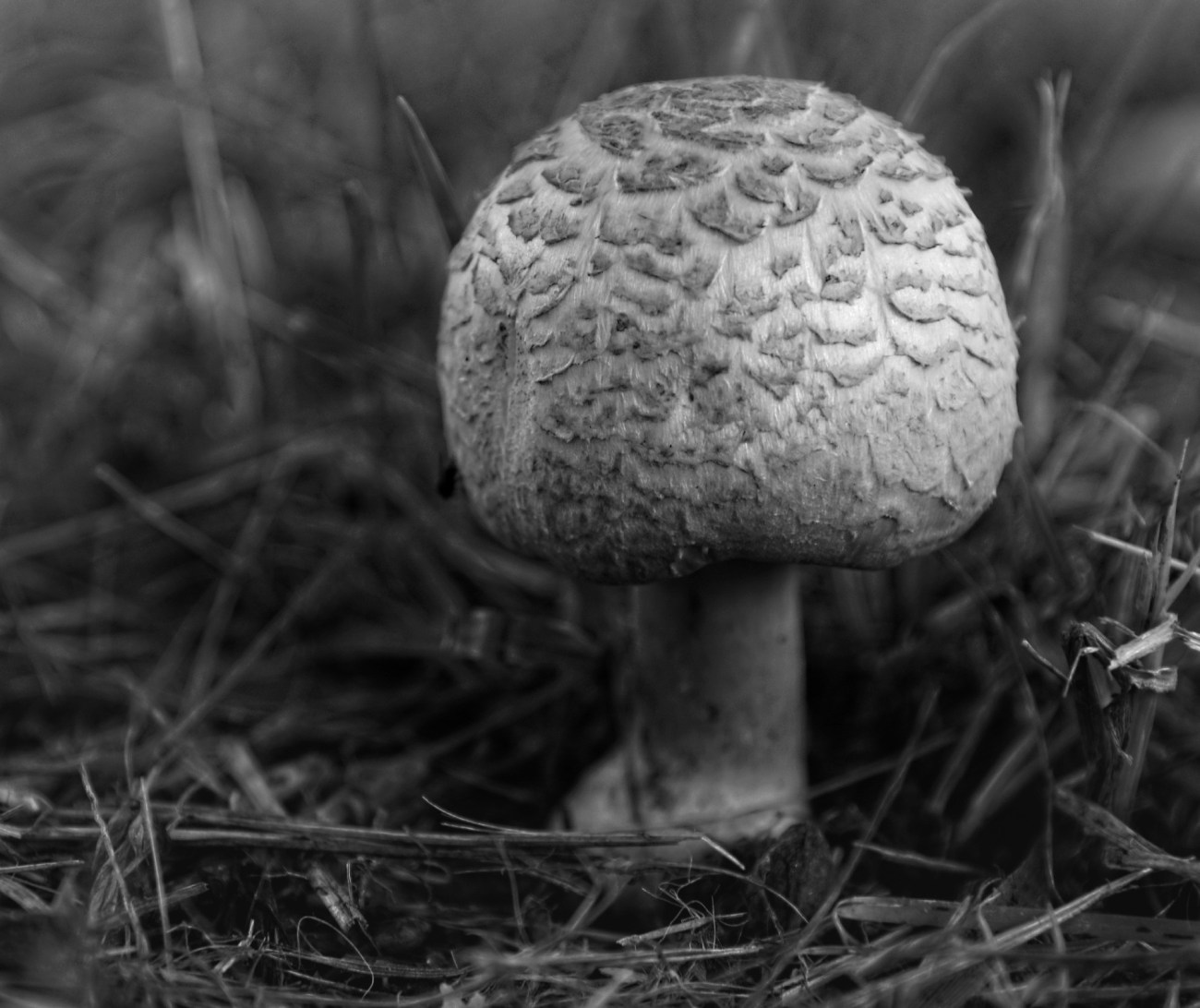 IMGP4130DxO impression_DxOFPipfp50