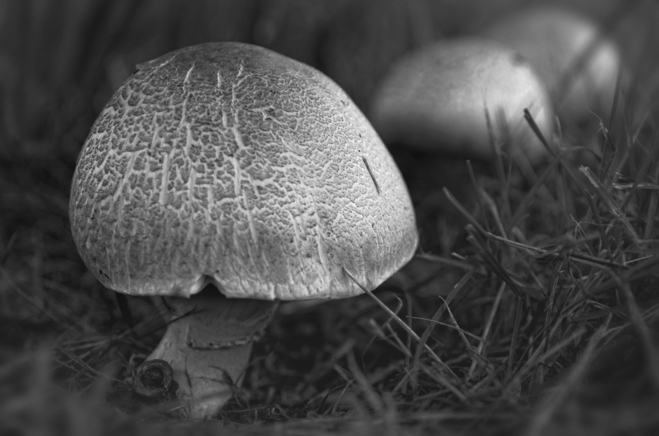 IMGP4137DxO impression_DxOFPro25