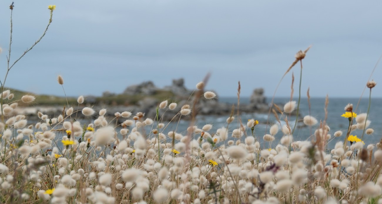 plante queue de lapin, lagurus ovatus, Cléder, Poulennou, finistère, bretagne IMGP4262DxO impression