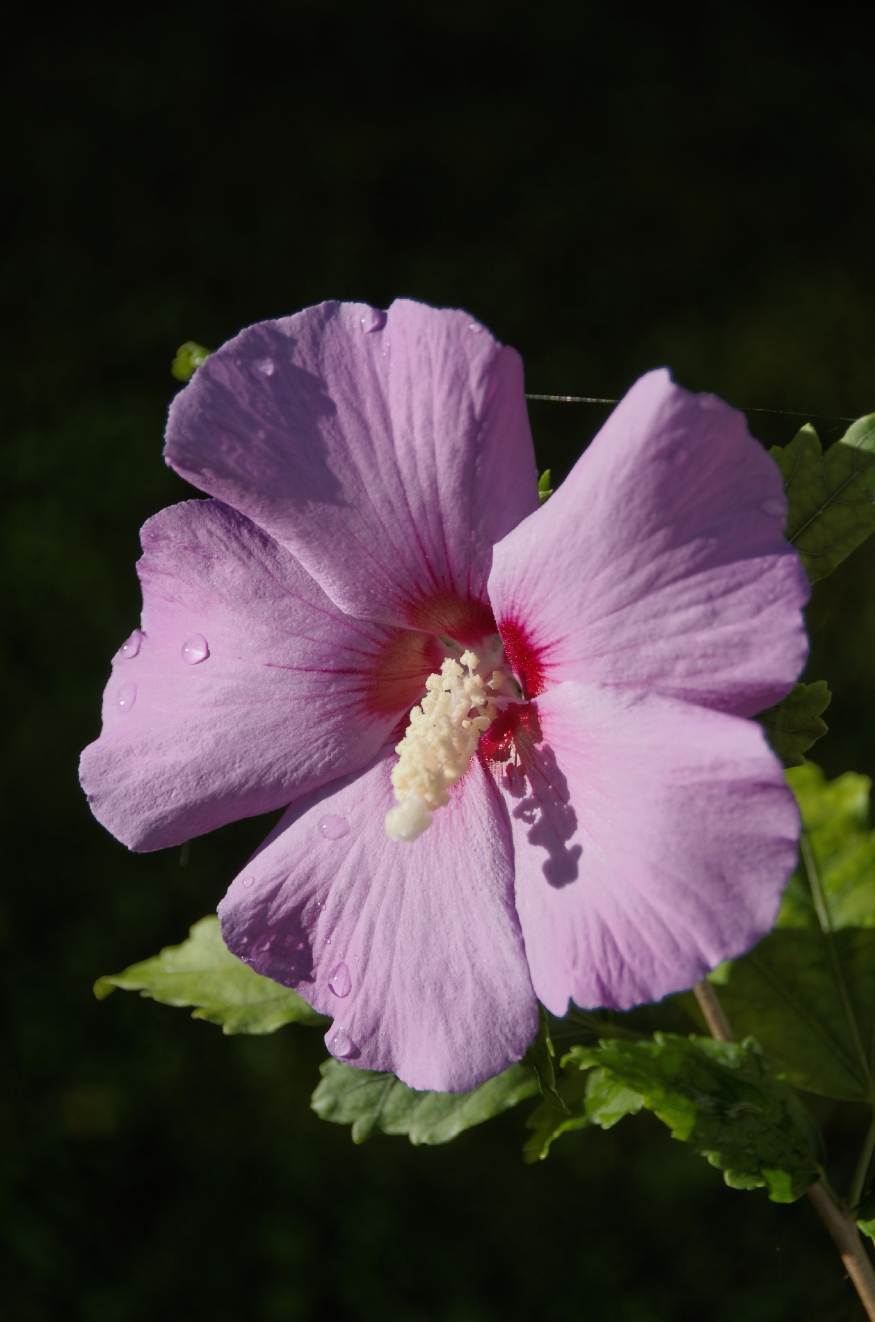 IMGP6035DxO impression