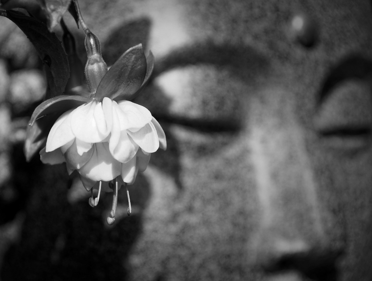 IMGP6186DxO impression_DxOFPn&b