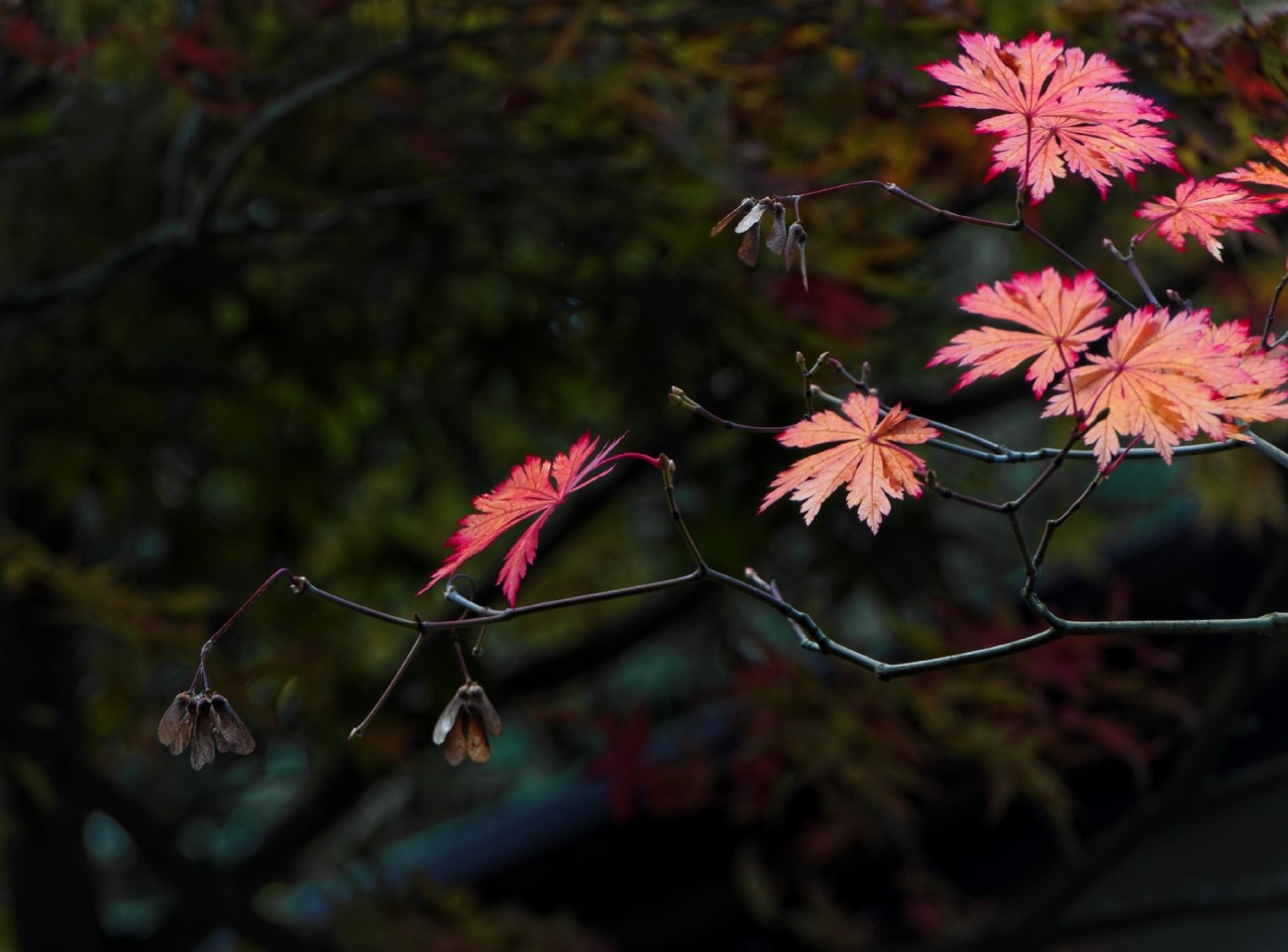Paris, Jardin Albert Kahn, jardin japonais, rouge, automne, 