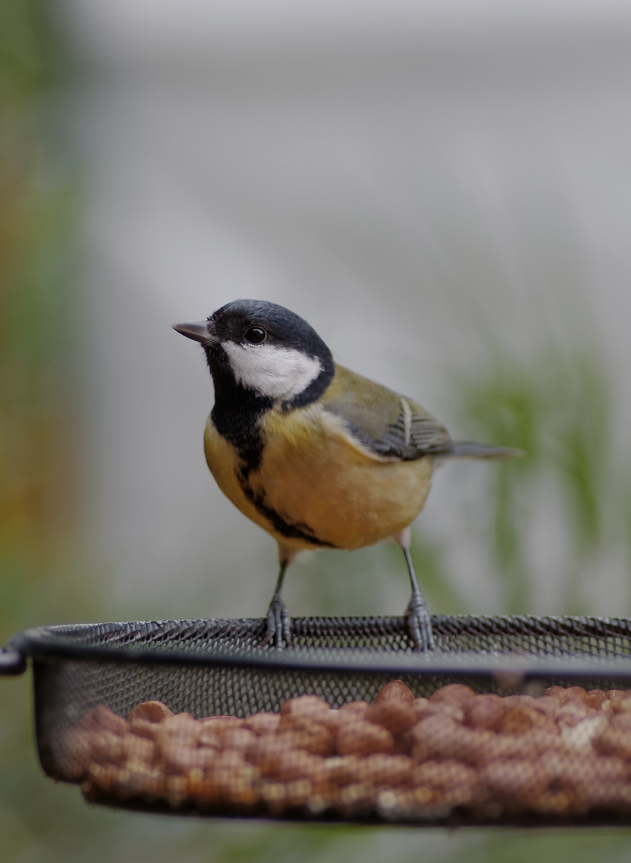 mésange charbonnière, test objectif smc PENTAX D-FA MACRO 100mm f/2,8WR, oiseau, jardin, oiseaux du jardin, photo