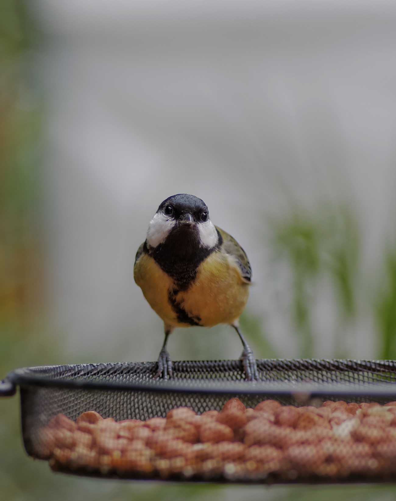 mésange charbonnière, test objectif smc PENTAX D-FA MACRO 100mm f/2,8WR, oiseau, jardin, oiseaux du jardin, photo