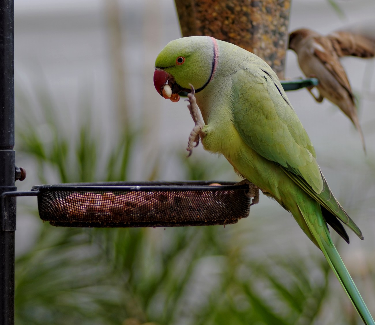 oiseaux, perruche, mangeoire, photo, perruche verte Paris