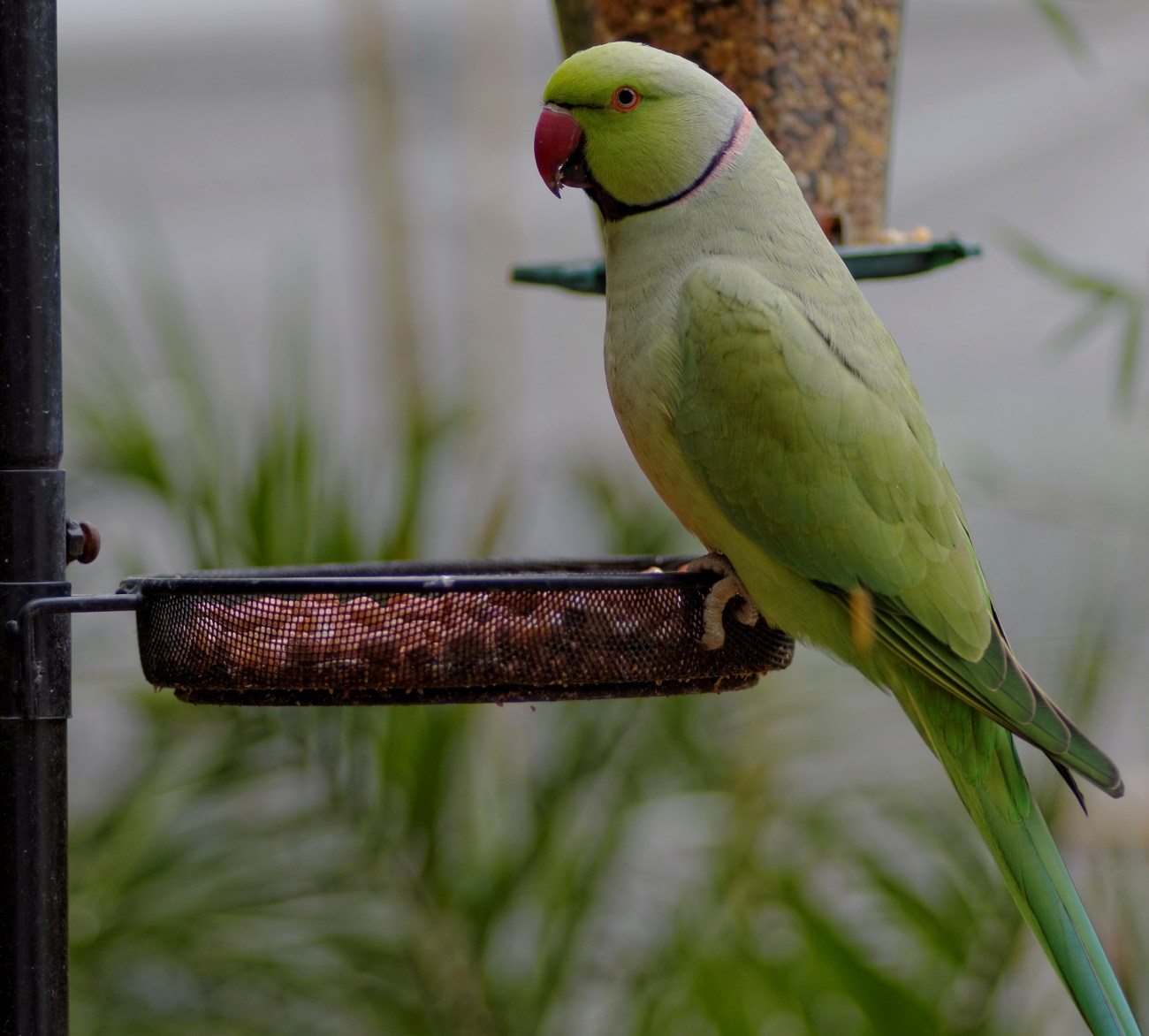 oiseaux, perruche, mangeoire, photo, perruche verte Paris