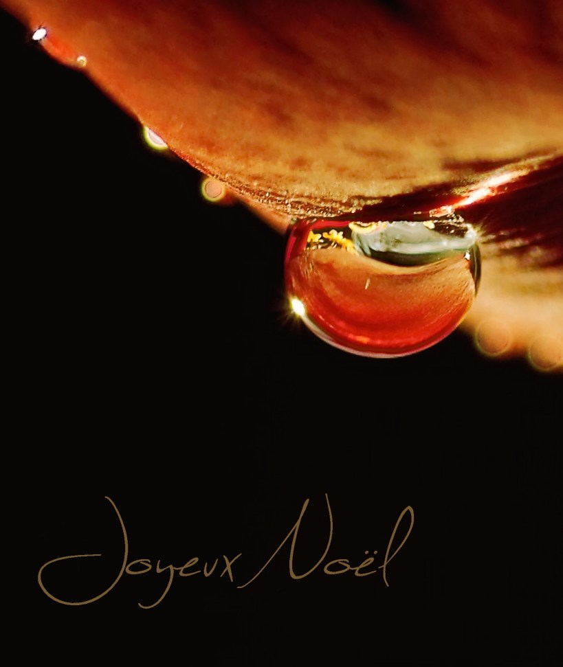  macro, nature morte, smc PENTAX D-FA MACRO 100mm f/2.8 WR, carte de Voeux,