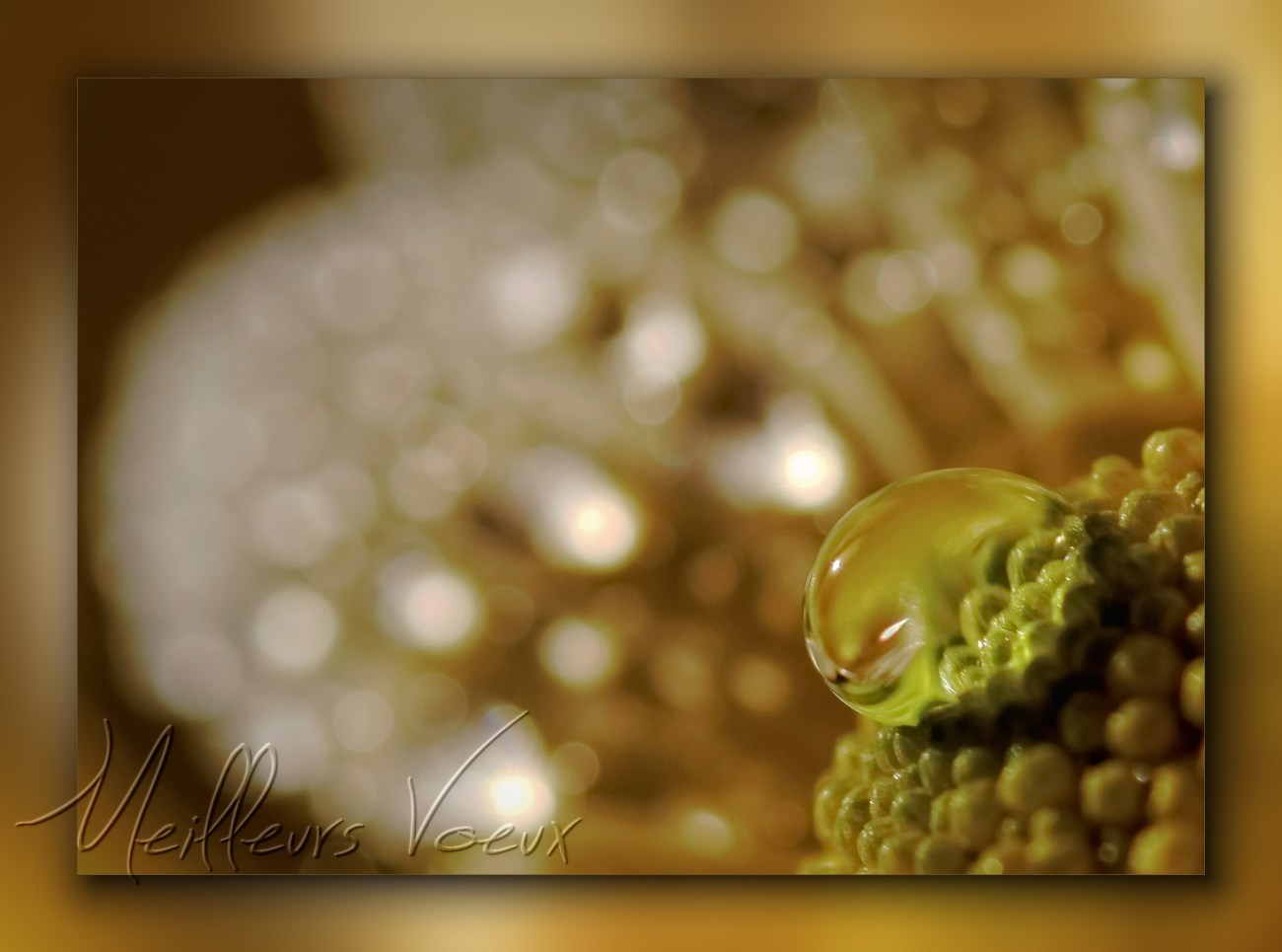  macro, nature morte, smc PENTAX D-FA MACRO 100mm f/2.8 WR, carte de Voeux,