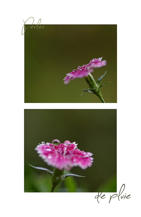 macro,goutes, pluie, fleurs,  smc PENTAX D-FA MACRO 100mm f/2,8 WR