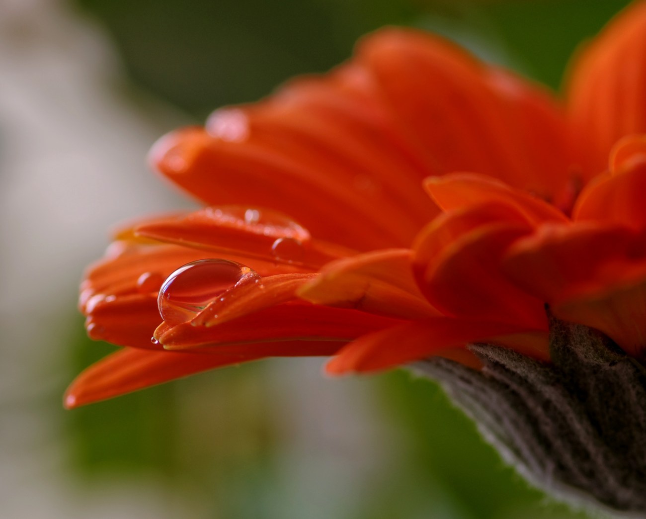macro, goutte, fleur, nature morte, smc PENTAX D-FA MACRO 100mm f/2.8 WR