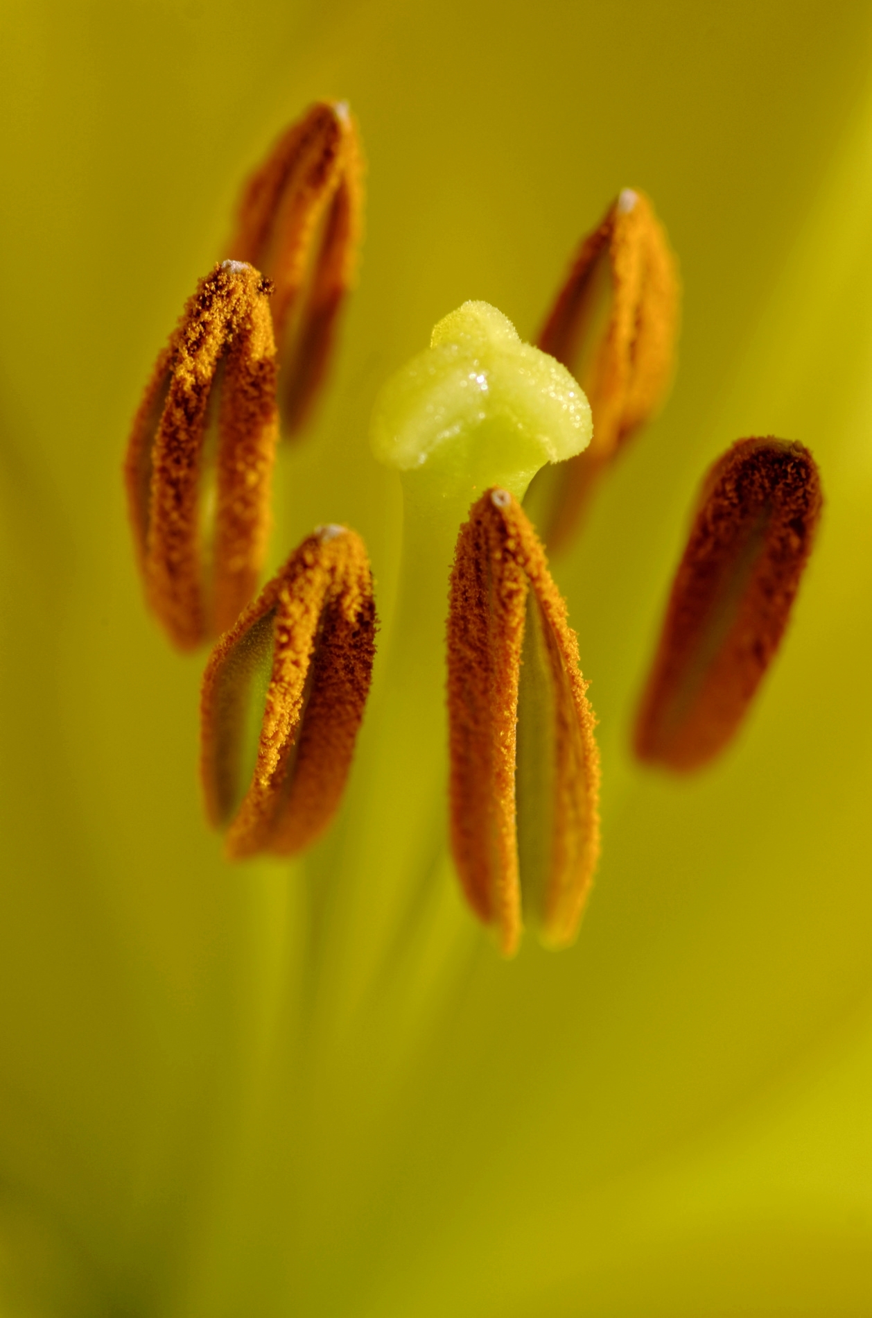 fleur, iris, macro, nature morte, smc PENTAX D-FA MACRO 100mm f/2.8 WR