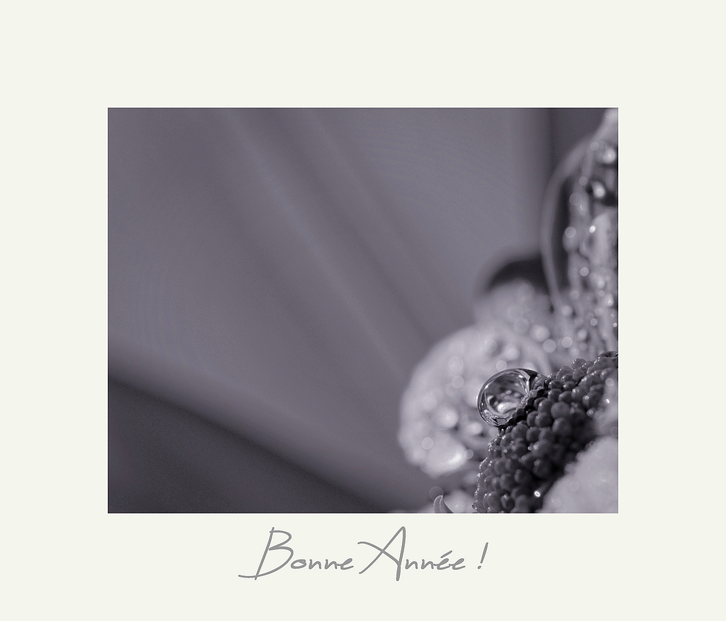 voeux goutte de rosée 2014