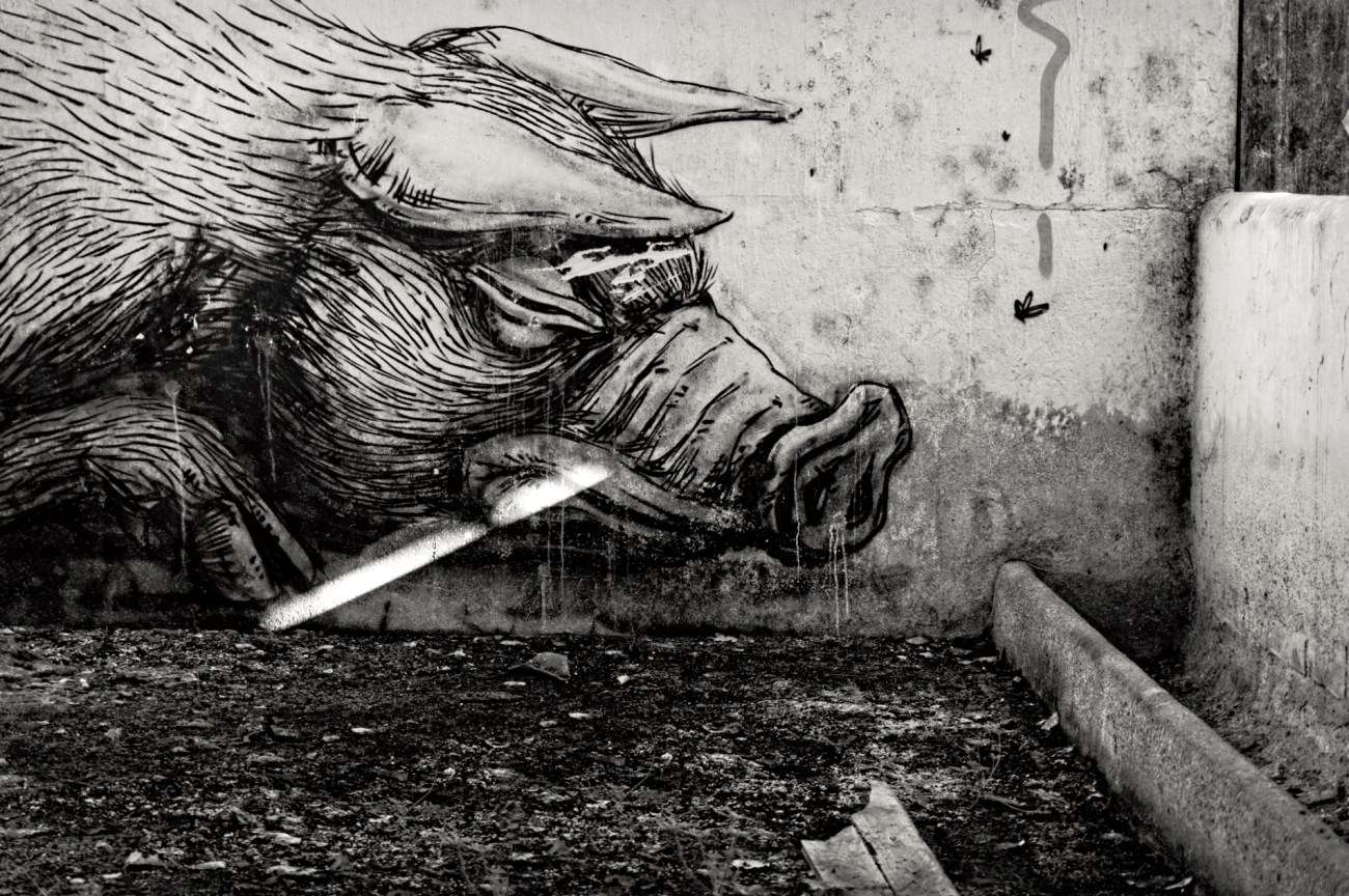urbex, exploration urbaine, tags, cochon, abattoir à cochon, photo, tags, ROA urbex, exploration urbaine, tags, cochon, abattoir à cochon, photo, tags, ROA