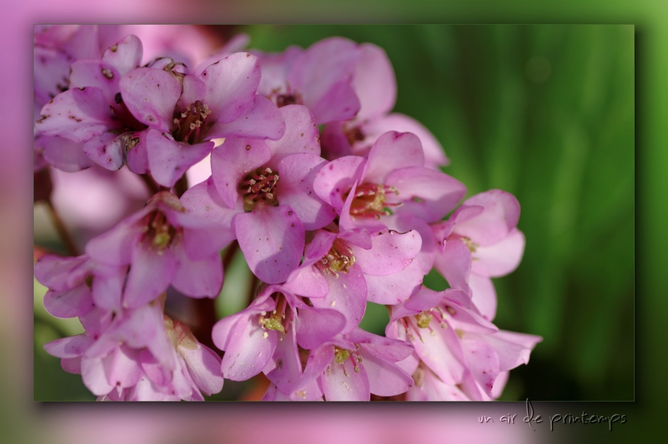 fleurs, rose, jardin, printemps, faune et flore