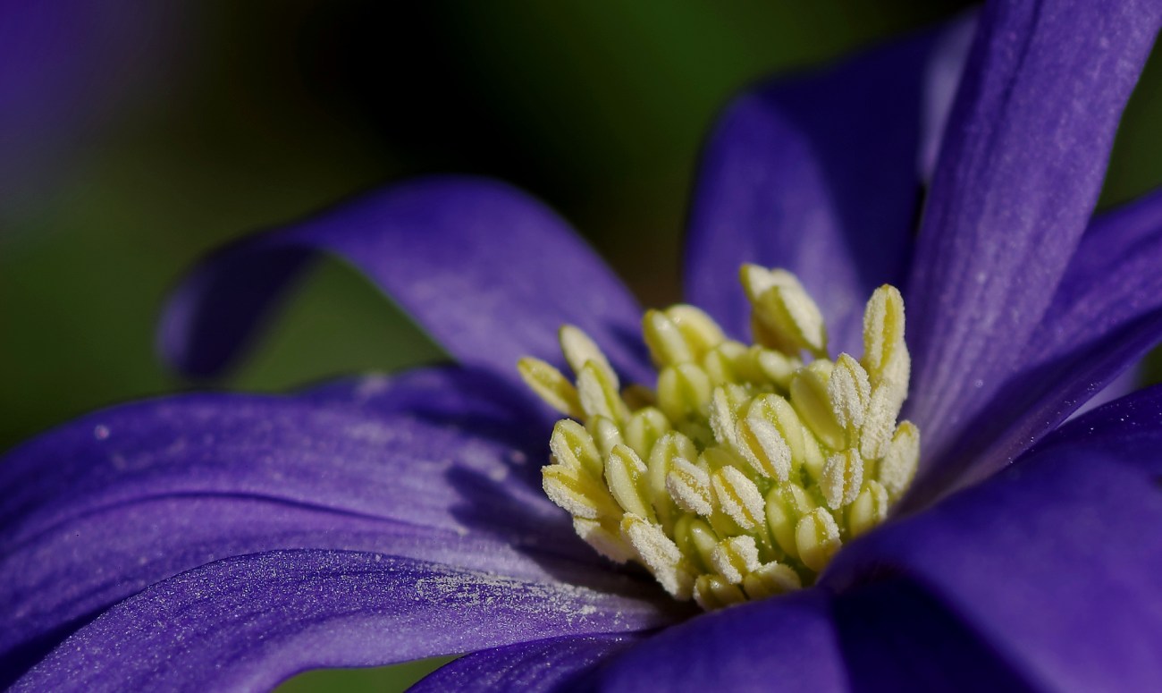 fleur, aster, macro, jardin, smc PENTAX D-FA MACRO 100mm f/2.8 WR, photo