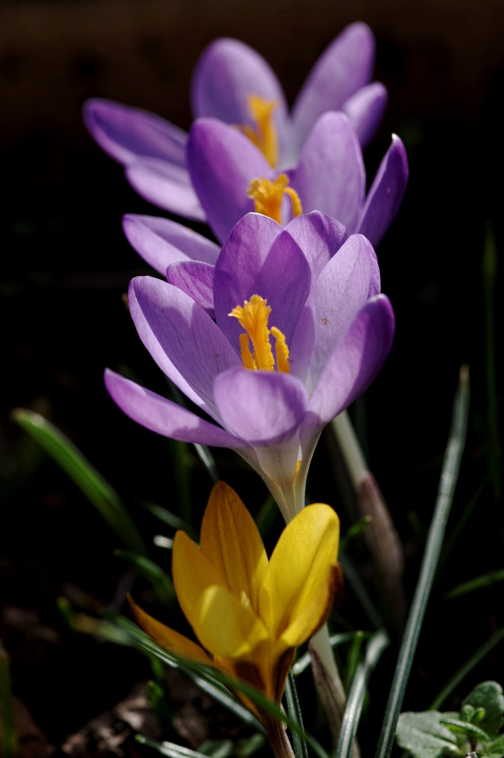 smc PENTAX D-FA MACRO 100mm f/2.8 WR, crocus, plante bulbeuse, violet, jaune, fleur, photo, 