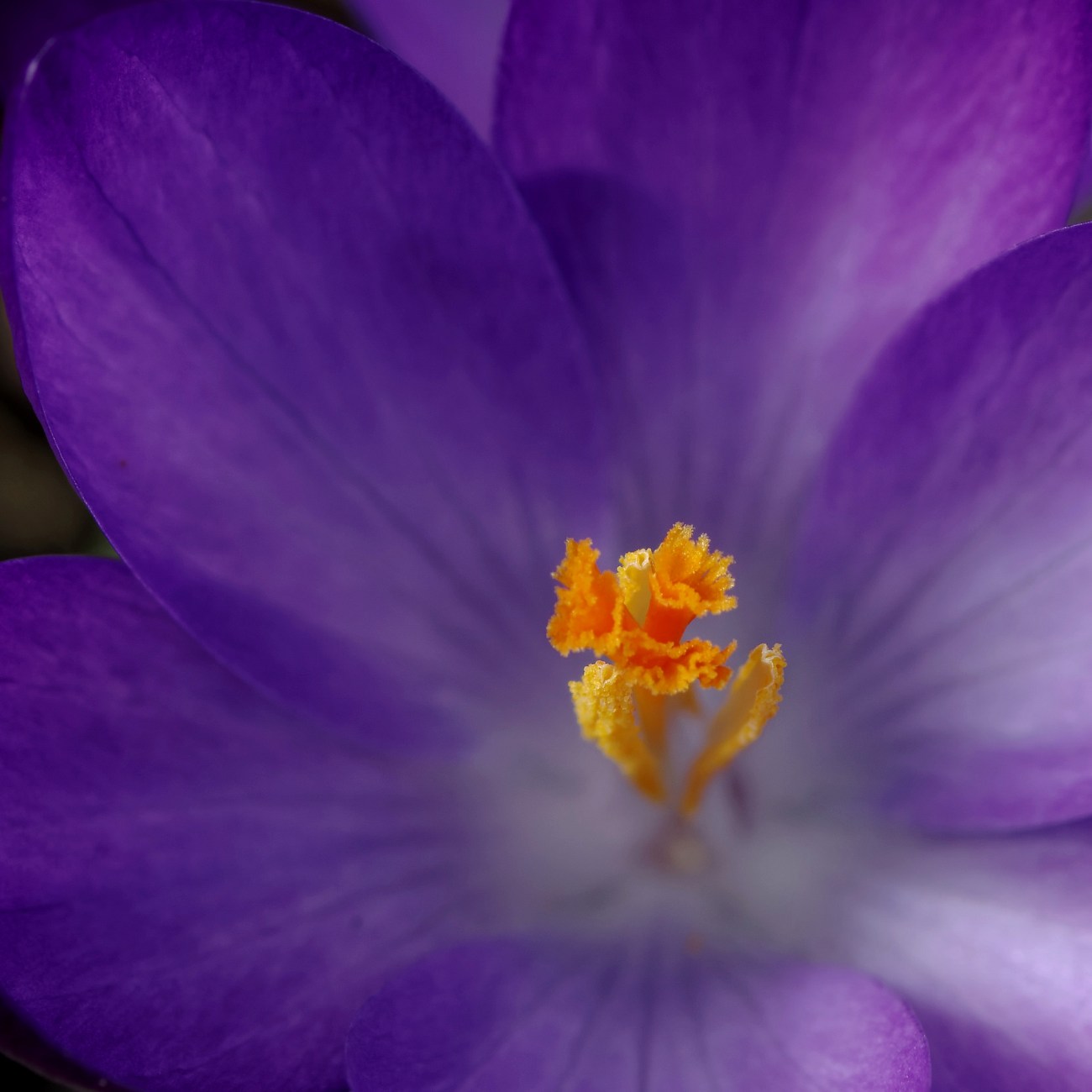 fleur, crocus, macro, jardin, smc PENTAX D-FA MACRO 100mm f/2.8 WR, photo