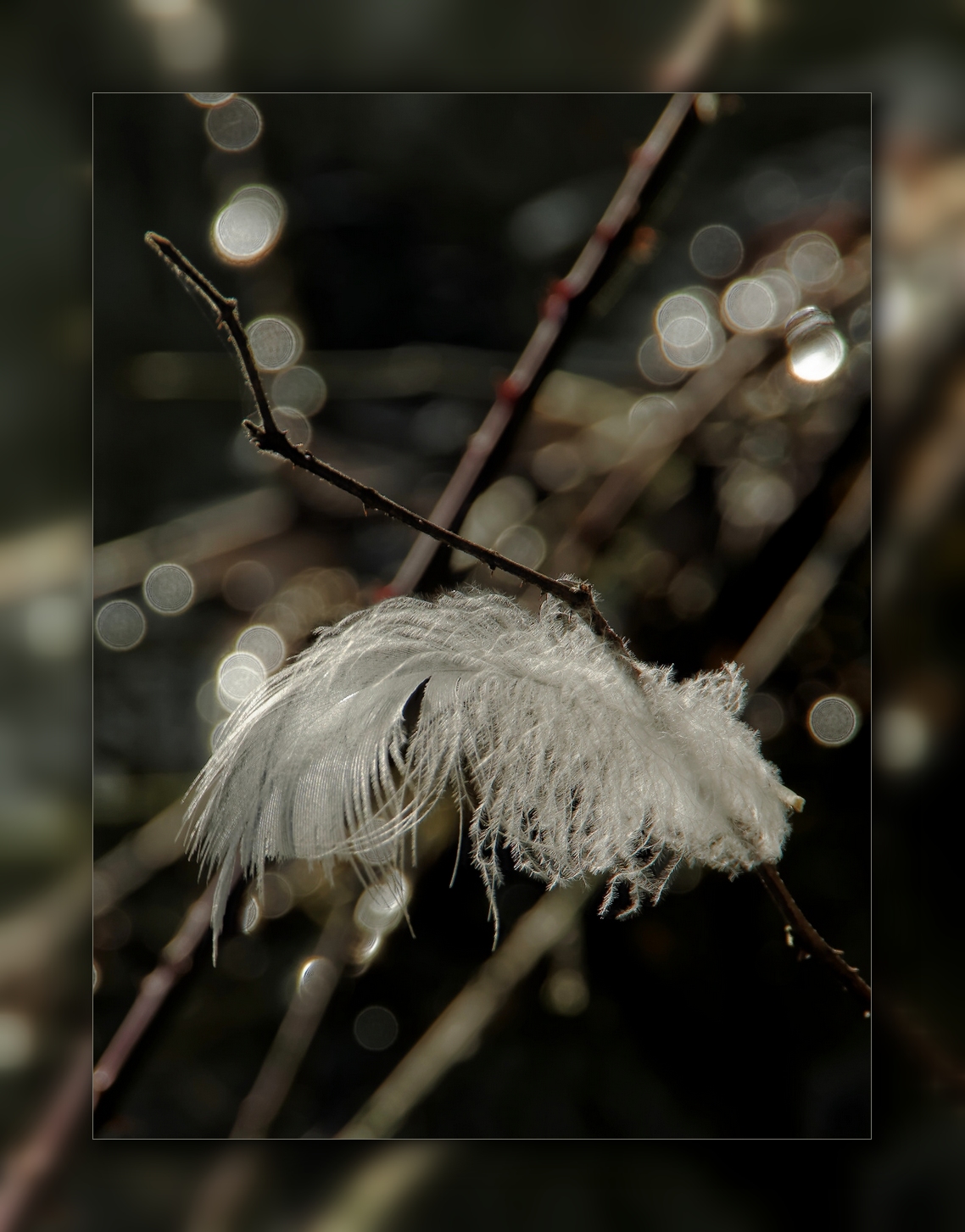 plume, macro, smc PENTAX D-FA MACRO 100mm f/2.8 WR, nature morte,
