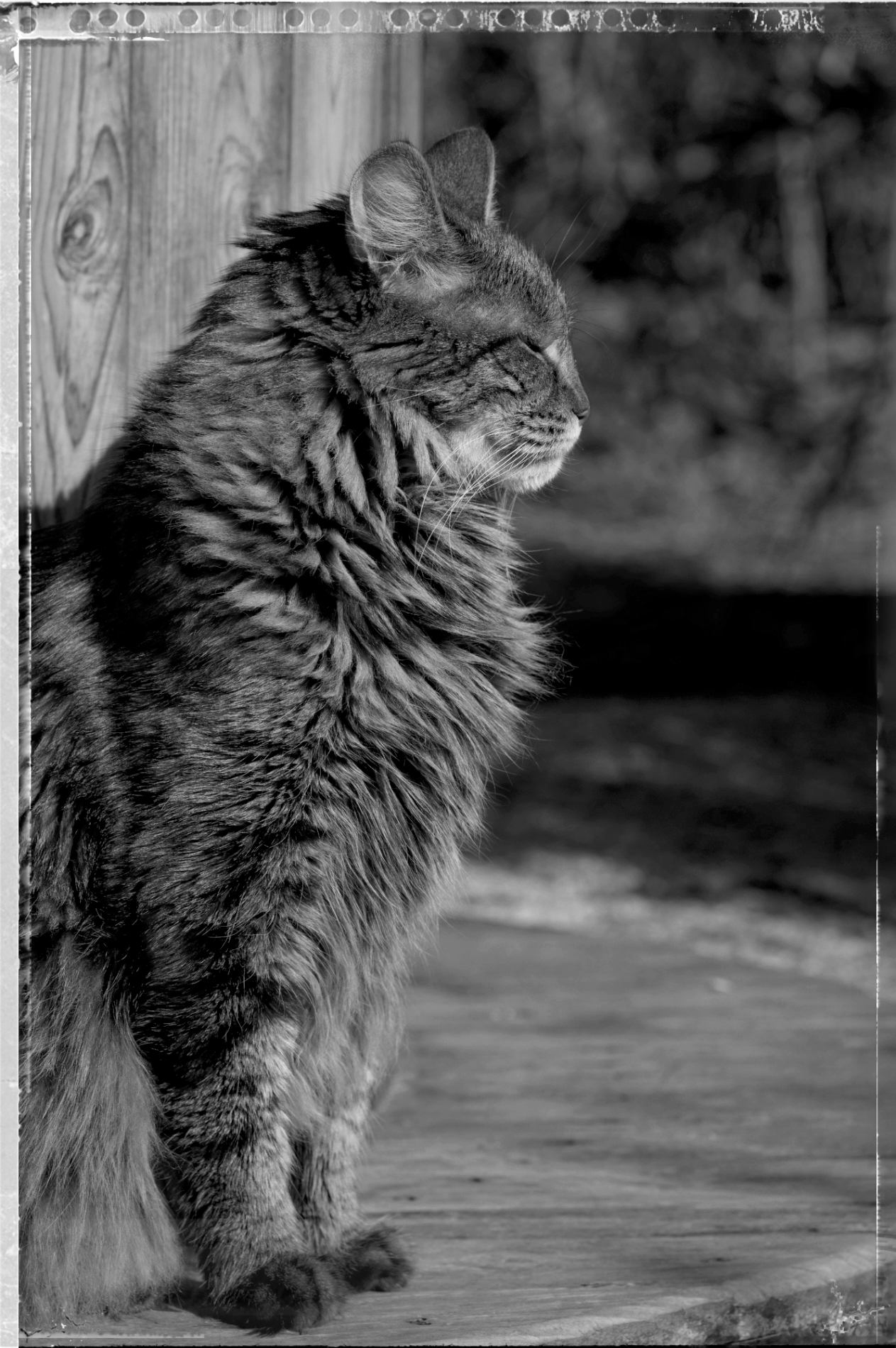 Anaximandre, chat, angora turc, noir et blanc