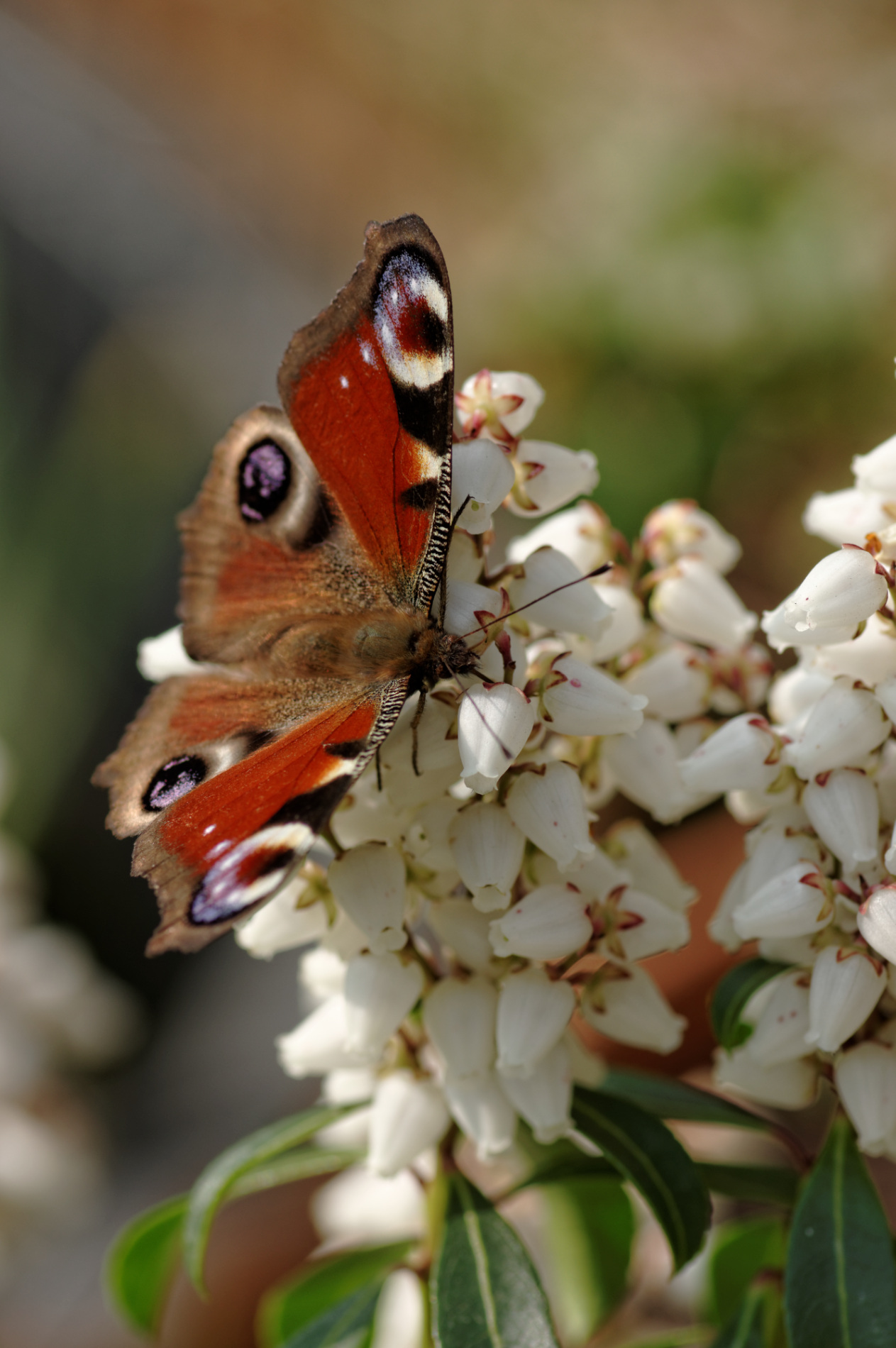rhopalocères, paon du jour, papillon, pieris bonfire,  smc PENTAX D-FA MACRO 100mm f/2.8 WR