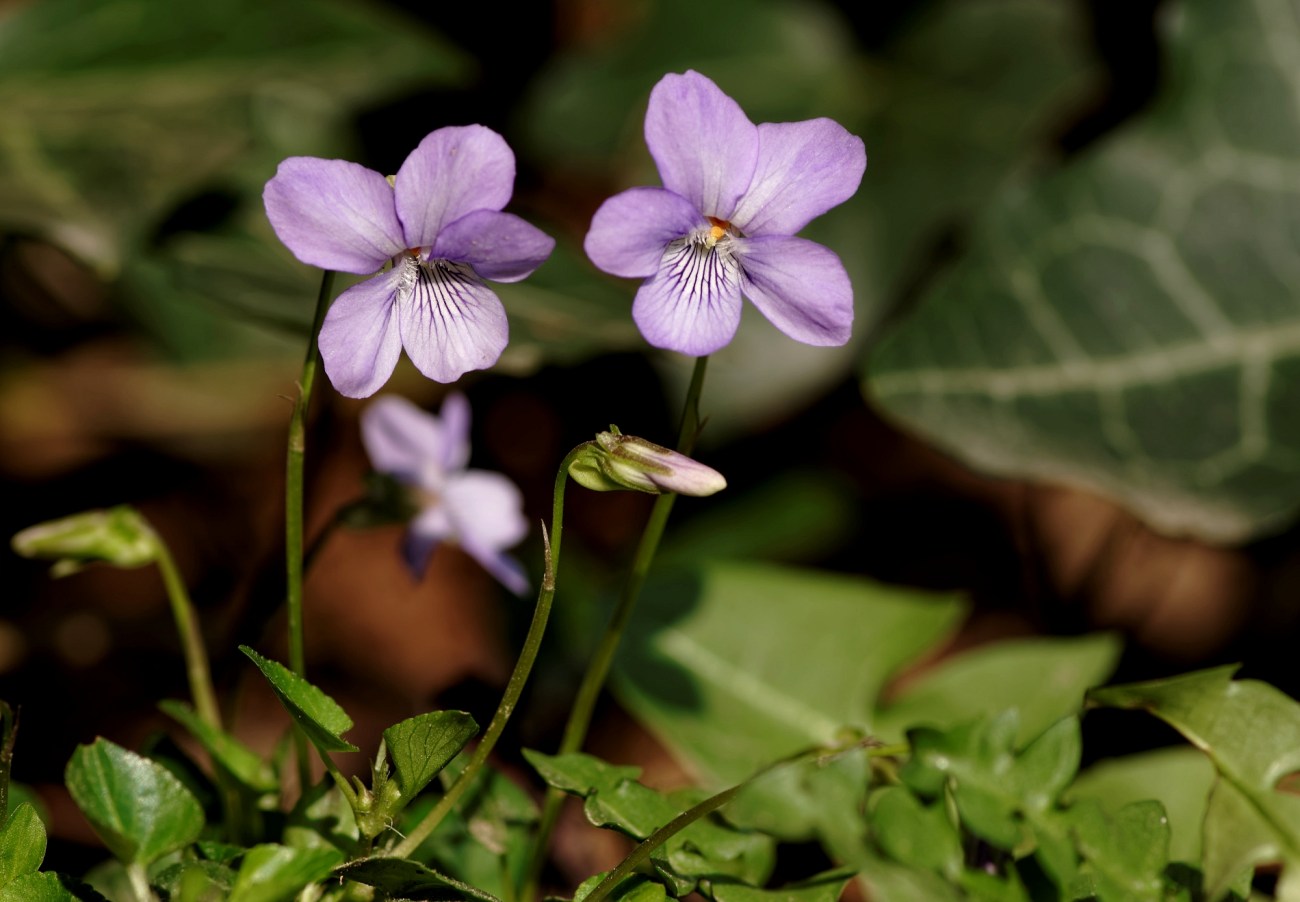 viola, violette, violaceae, fleurs, jardin, 