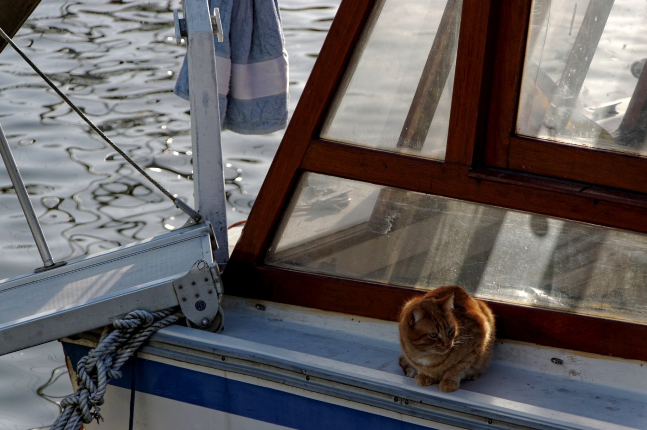bateau, chat, bretagne, morbihan, Vannes
