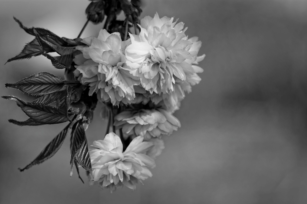 fleurs de cerisier du japon, fleurs, noir et blanc, photo