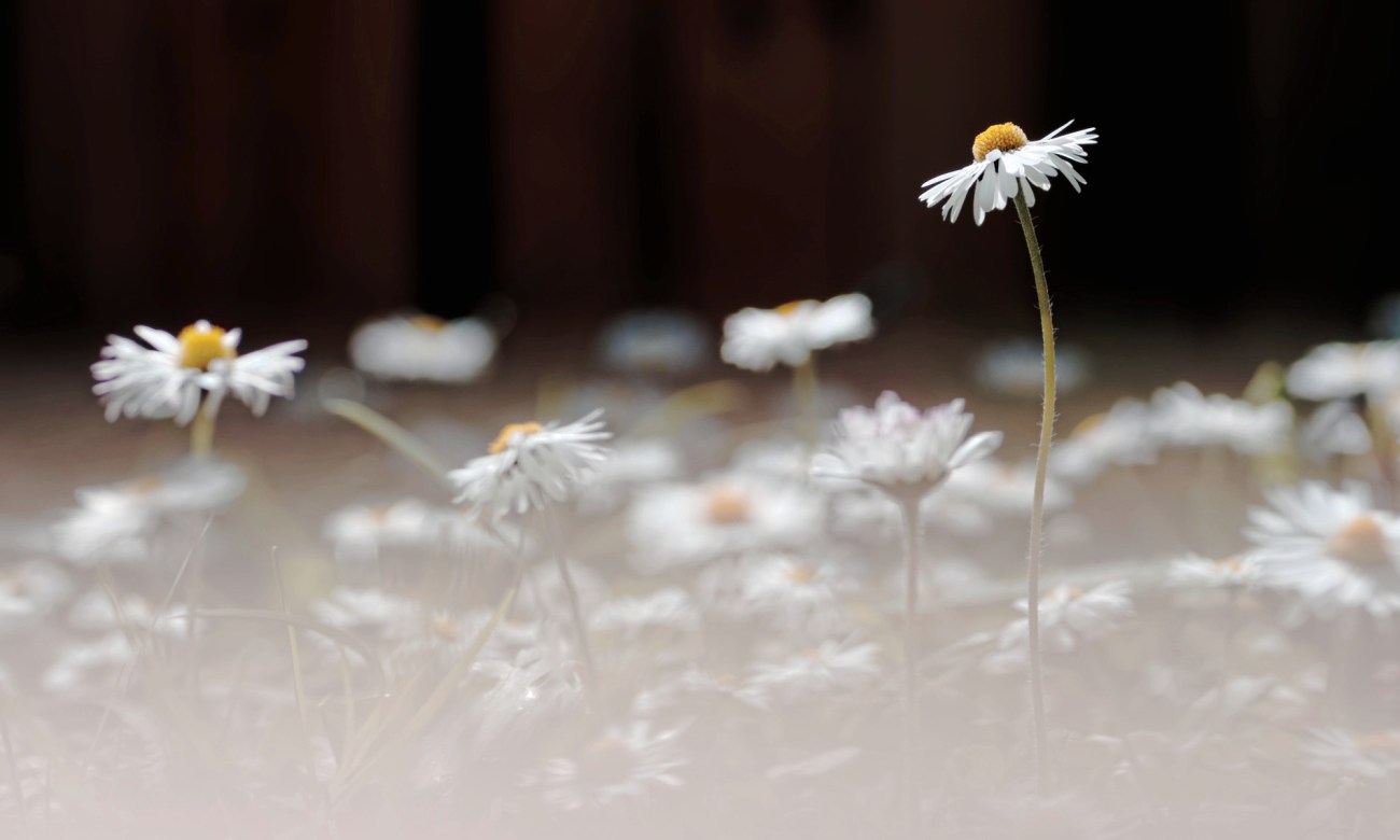 fleurs, pâquerettes, au jardin 