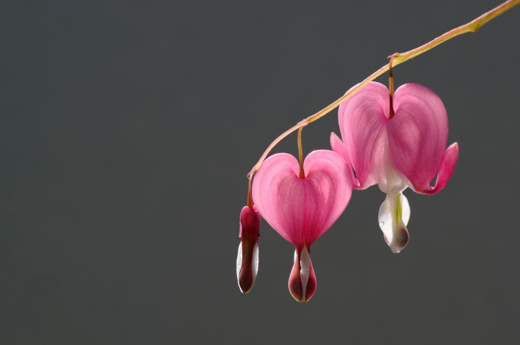 fleurs, coeurs de Marie,