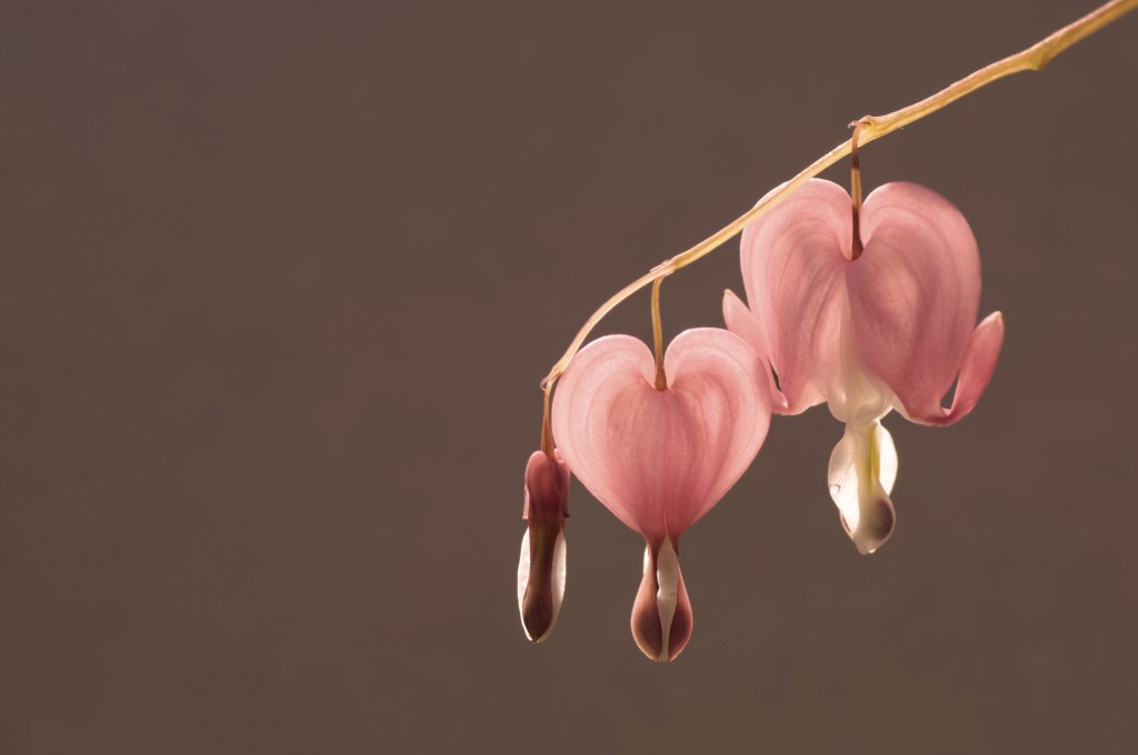 fleurs, coeurs de Marie,