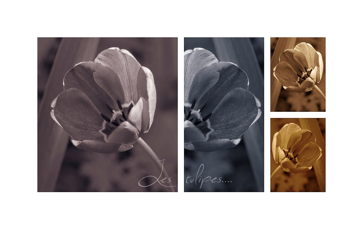 quadriptique tulipes2