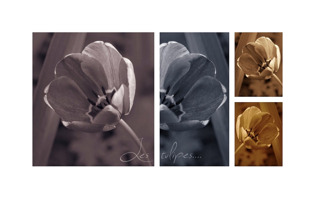 quadriptique tulipes2