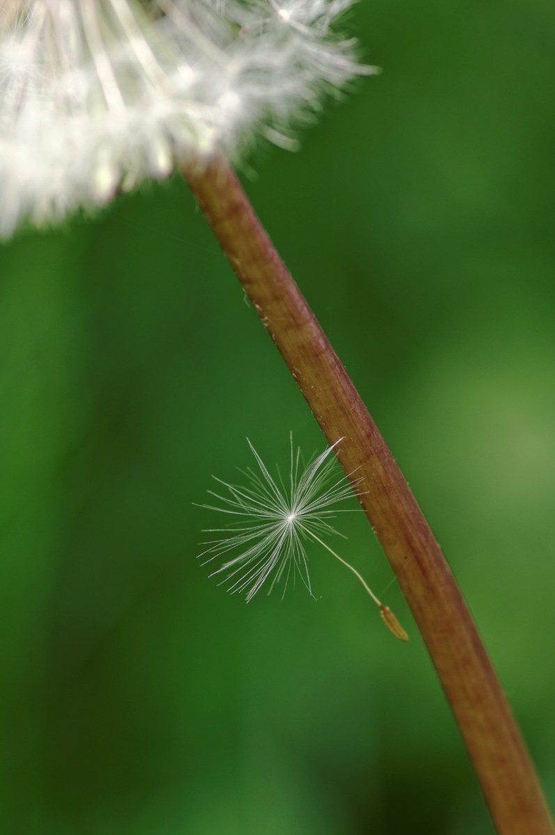 akène de pissenlit, akène, faune et flore, fleur