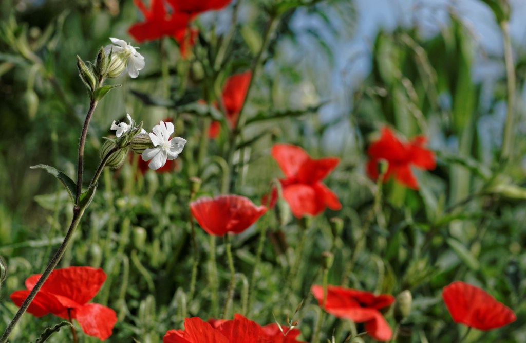 fleurs, coquelicots, faune et flore, rouge