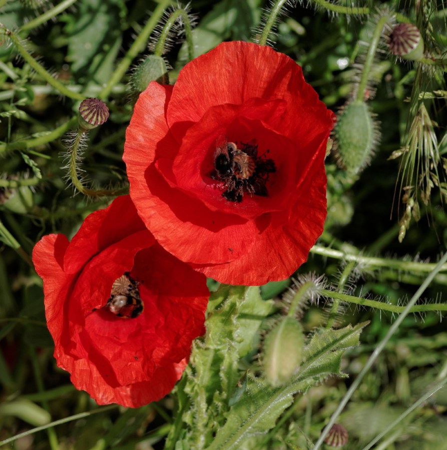fleurs, coquelicots, faune et flore, rouge