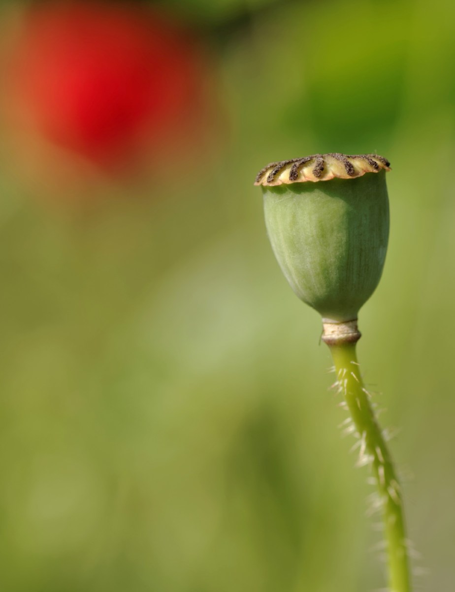 coquelicot, fleur, faune et flore