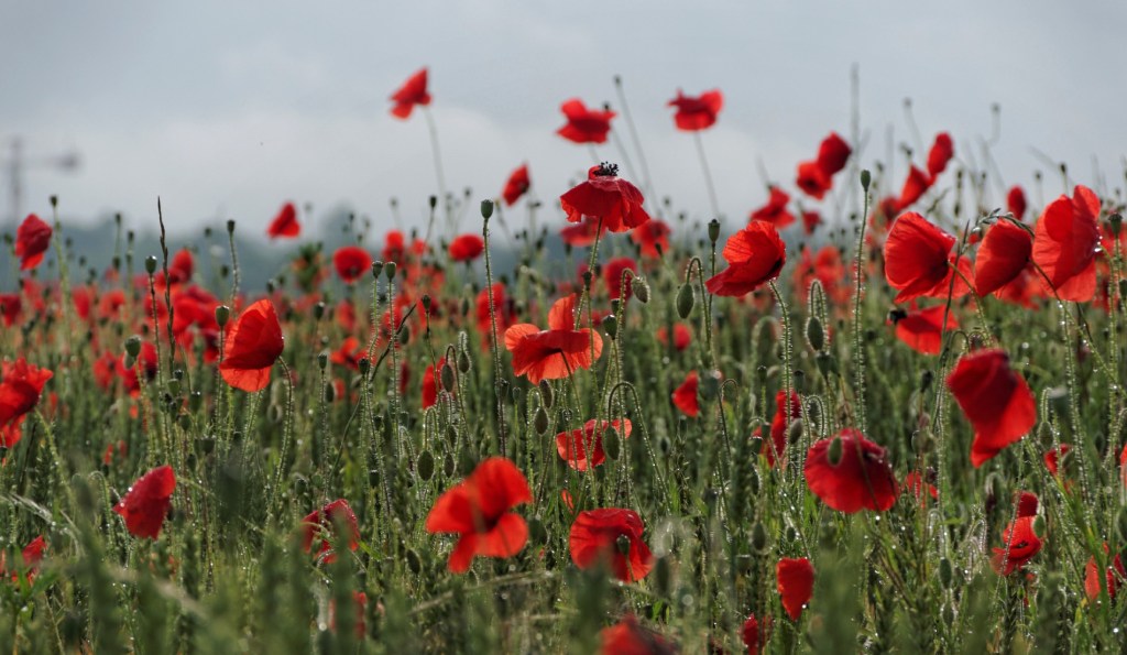 coquelicots, champ de coquelicots, rouge, blé