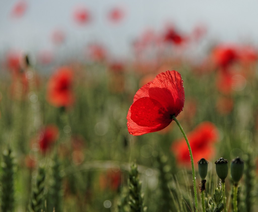 coquelicots, champ de coquelicots, rouge, blé
