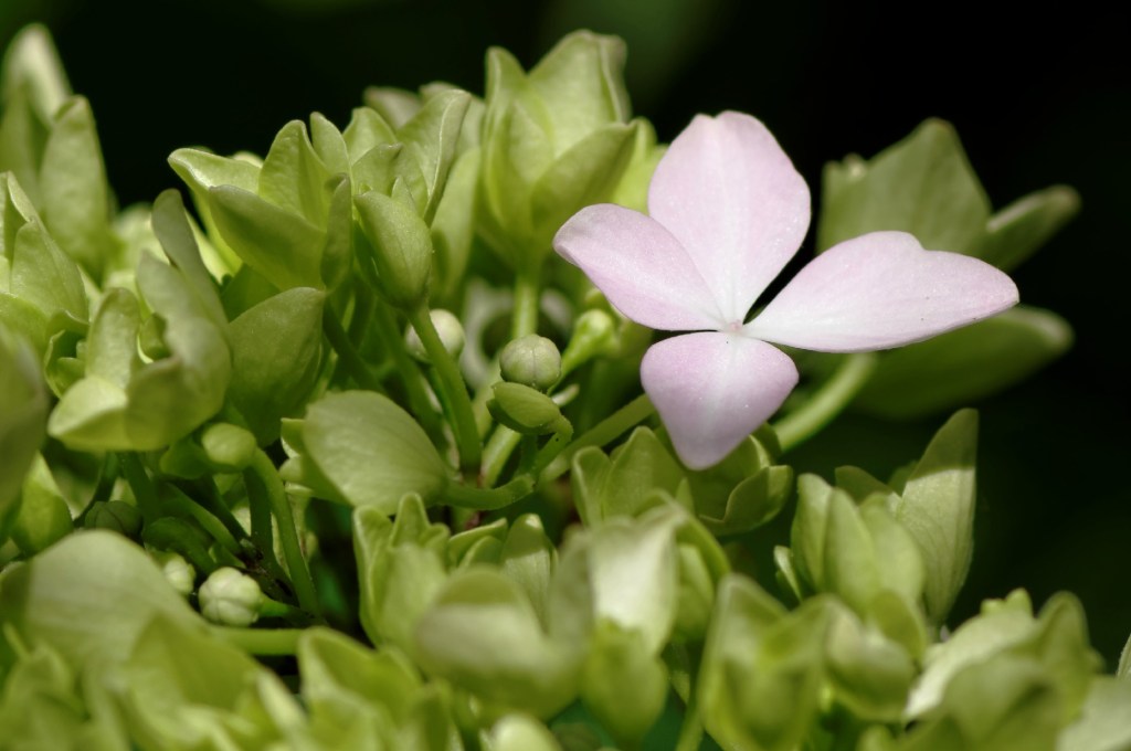 fleurs, hortensia
