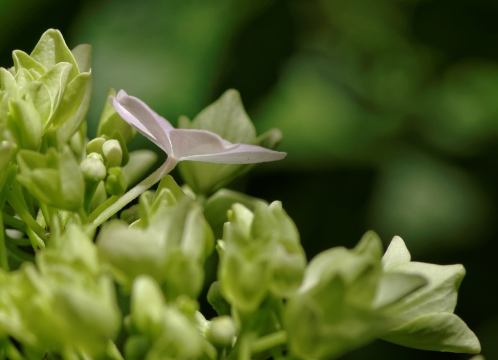 fleurs, hortensia