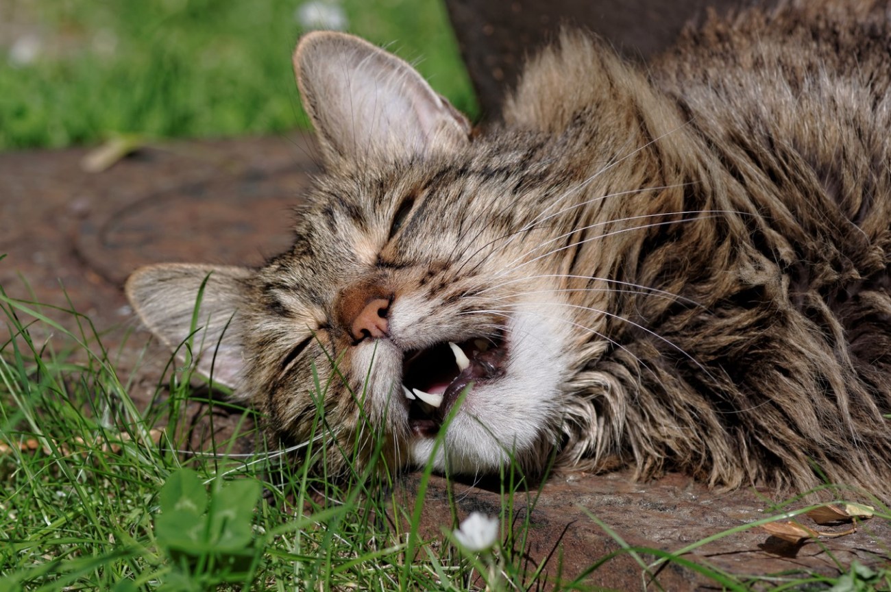 Anaximandre, chat, chat angora turc, 