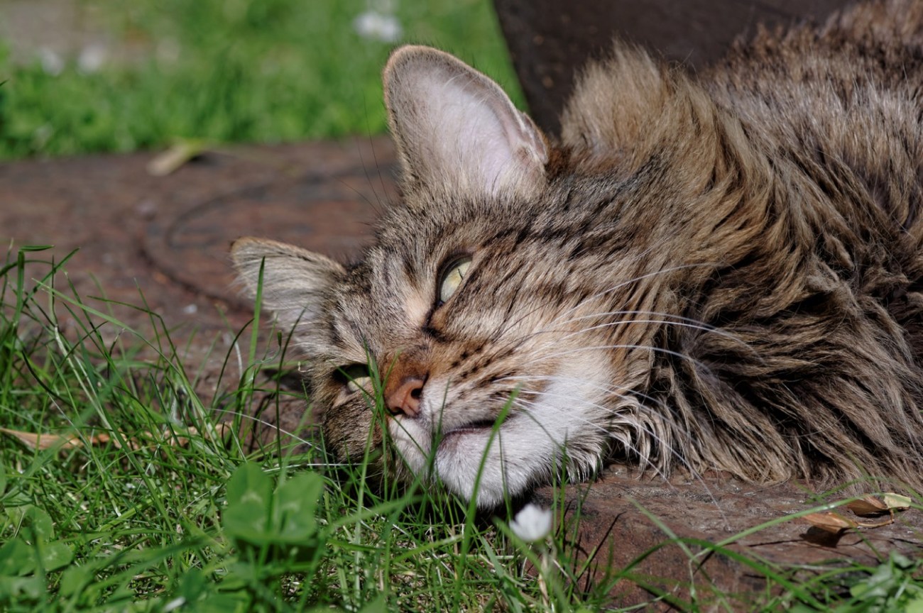 Anaximandre, chat, chat angora turc, 