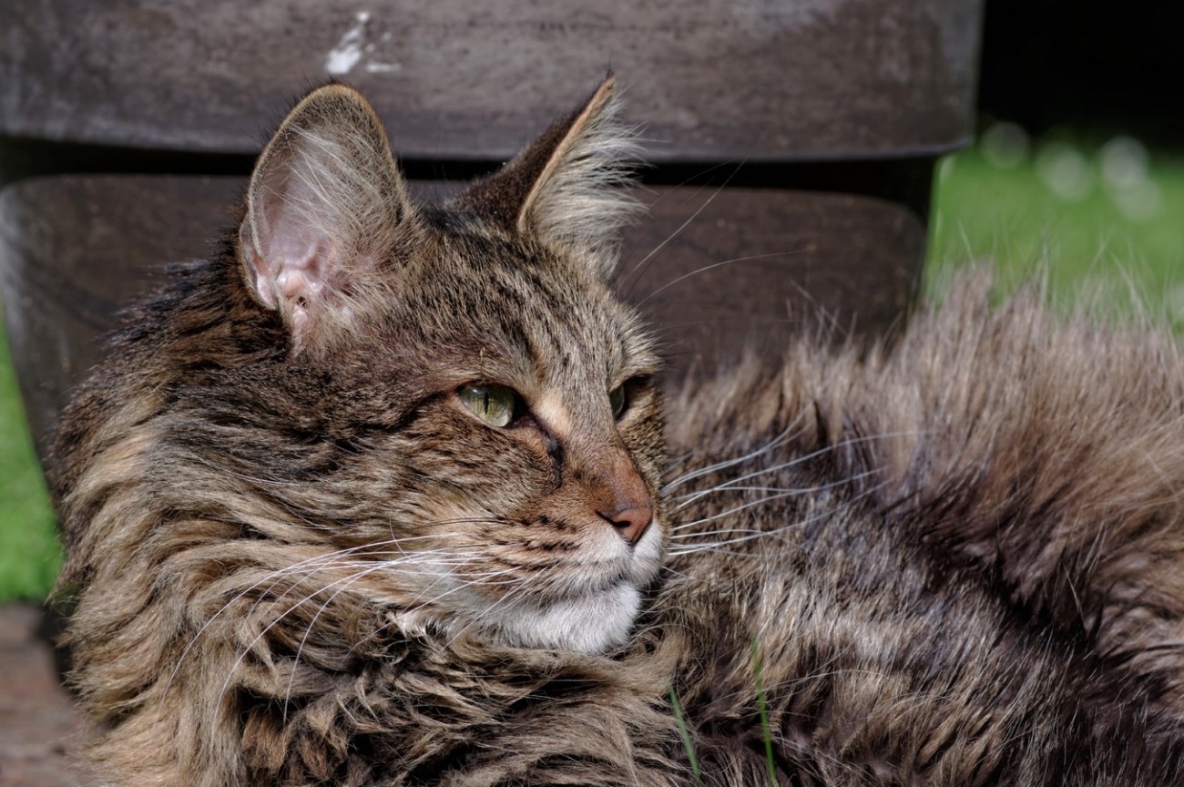 Anaximandre, chat, chat angora turc, 