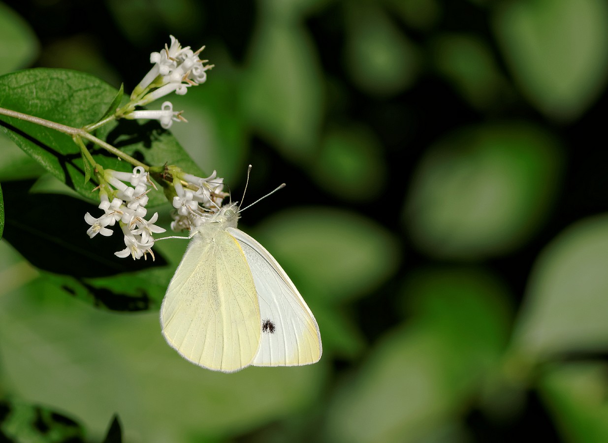 Pieris brassicae (La piéride du choux) 2