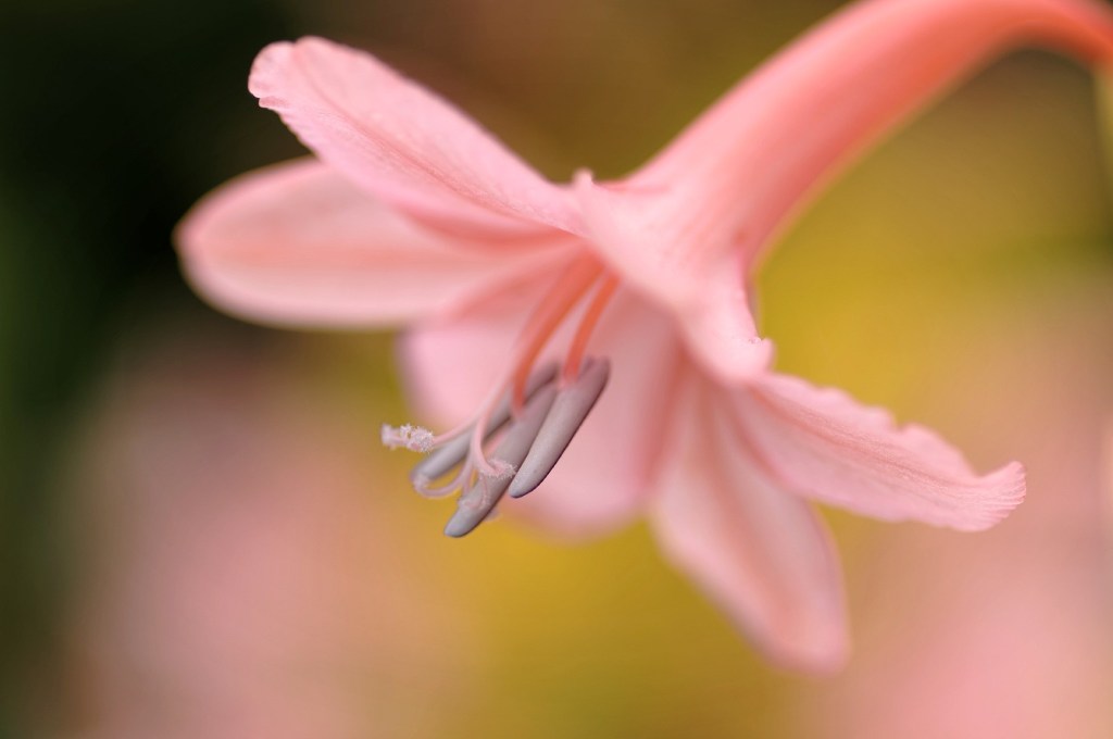 fleur rose jardin devant maison coté 2