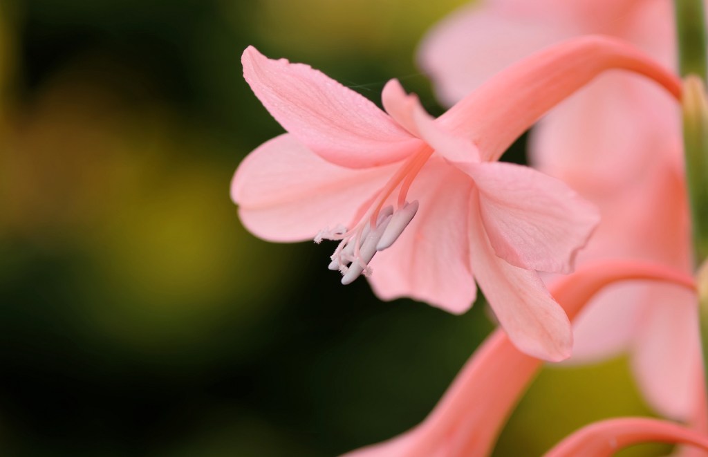 fleur rose jardin devant maison coté