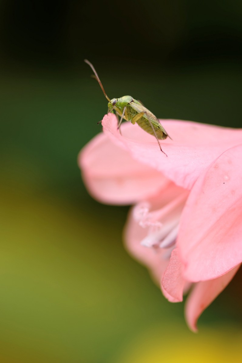 fleur rose jardin devant maison et insecte 01