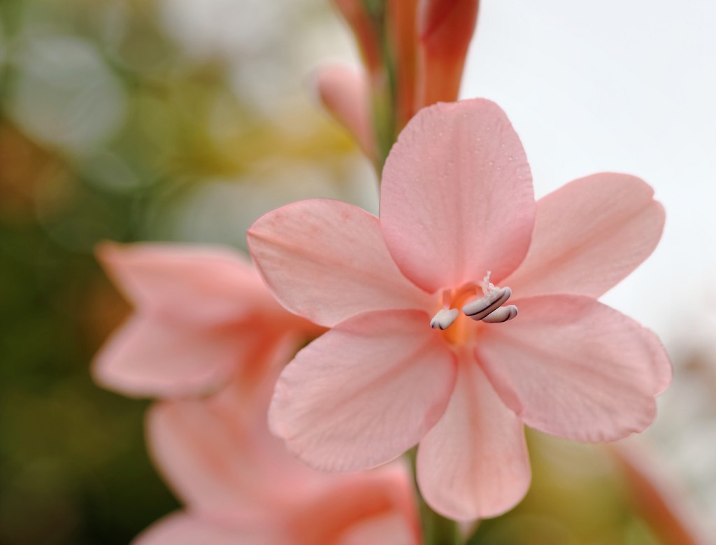 fleur rose jardin devant maison face