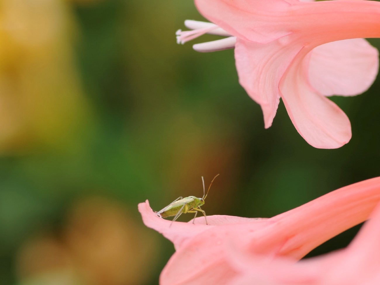 fleur rose jardin devant maison insecte 02